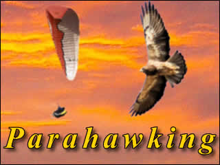 Parahawking - A Relatively Unknown Sport