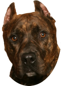 Pit Bulls will try to bite into your throat Pit Bulls will try to bite into your throat