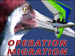 Operation Migration