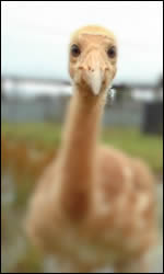 Baby Whooping Crane