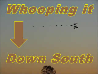 A team of ultralights escort 14 whooping cranes to Florida