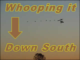 A team of ultralights escort 14 whooping cranes to Florida A team of ultralights escort 14 whooping cranes to Florida