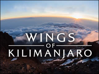 Wings of Kilimanjaro