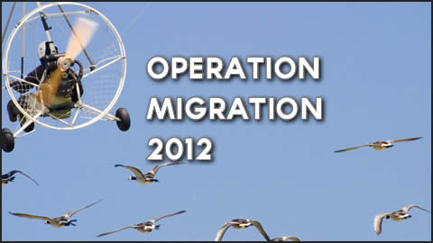 Operation Migration 2012