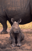 Baby Rhino