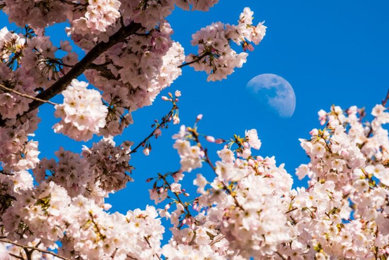 Flower Moon of May